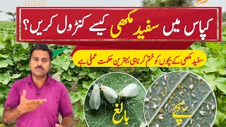 The best strategy to control whitefly in cotton field  Abid Ali Agrarian [upl. by Yelak]