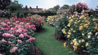 ¿Cómo cultivar rosales en tu jardín [upl. by Brecher709]