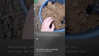 2024 09 17 repiquage des semis au potager s clip [upl. by Drannek]