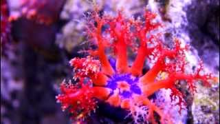 Aquarium La Rochelle  Holothurie tricolore  Sea apple [upl. by Baun]