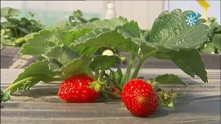 Vivero de fresas en Cartaya Huelva [upl. by Thora62]