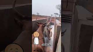 Cows Get a RED Chemical Spa Treatment🤯😱 viralshort didyouknow [upl. by Saxet585]