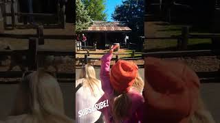 Racing Pigs 🐷🏁 illinois usa pigs racing farm fall new kids shorts subscribe [upl. by Cleopatre]