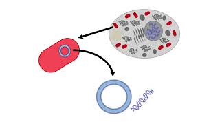 Mitochondrial Inheritance [upl. by Viens]