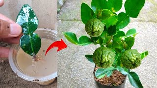 New skills Growing a kaffir lime trees from kaffir lime leaves in water [upl. by Htidirem]