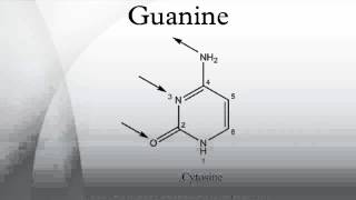 Guanine [upl. by Heyes]