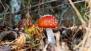 Paddenstoelen in het Mastbos [upl. by Arihas]