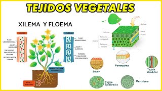 TEJIDOS VEGETALES Meristemático Epidermis Peridermis Xilema Floema Esclerénquima Colénquima [upl. by Hcire]