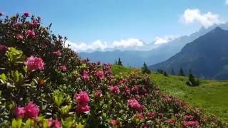 Oberstdorf Alpenrosenblüte am Fellhorn [upl. by Vasya]