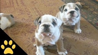 Bulldogs Are Awesome Compilation [upl. by Hgieloj]