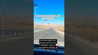 Озгон жаны жол 🇰🇬 kyrgyztan travel horse automobile kyrgystan [upl. by Benis]