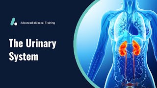 Urinary System  Anatomy amp Physiology Review [upl. by Anolla225]