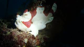 【Warty frogfish】泳がない魚代表！そして捕食スピードNO’1‼️ [upl. by Ettevahs]