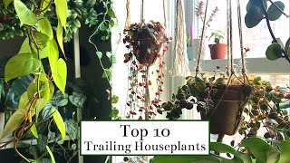 Top 10 Trailing Houseplants [upl. by Eniamej]