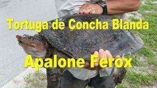 Apalone Ferox ó Tortuga de Concha Blanda  SpyderÑa [upl. by Nadeen176]