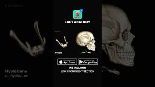 Hyoid bone Anatomy amp Function  EasyAnatomy Shorts [upl. by Ulphiah199]