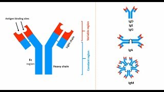 Antibodies Structures types and functions [upl. by Thora]