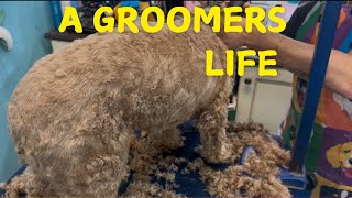 A DAY IN THE LIFE OF A PET GROOMER 😮🤯🐶 [upl. by Daitzman]