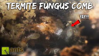 My TERMITE COLONY Finally Builds a FUNGUS COMB [upl. by Anum869]