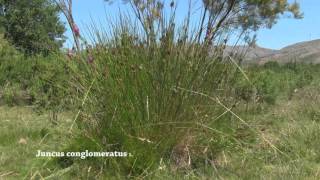 Juncus conglomeratus [upl. by Towne]