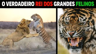 Qual a Força do Tigre Comparada Com Outros Grandes Felinos [upl. by Serdna]