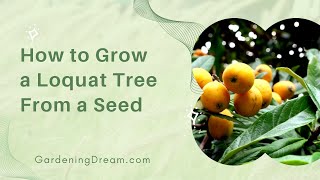 How to Grow a Loquat Tree From a Seed [upl. by Atilegna]