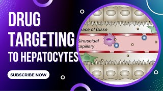 Drug targeting to hepatocytes pharmaceutical technology research and development  UBC Li Lab [upl. by Luis]