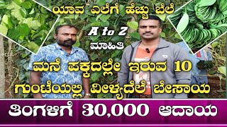 ವೀಳ್ಯದೆಲೆ ಬೆಳೆಯುವ ಸೂಕ್ತ ವಿಧಾನBetel leaf farming kannadaBetel leaf cultivationBetel leafpaan leaf [upl. by Adnohsak]