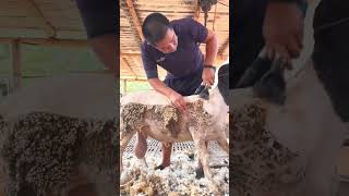 Sheep 🐑 wool cutting ✂️ viralvideo shortvideo shortsfeed sheep sheepwool wool [upl. by Aisiram]