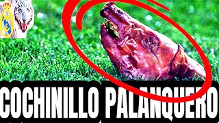 💥🔥 CUIDADO EL COCHINILLO PALANQUERO VOLARÁ Y AMOR EN LA PLATAFORMA [upl. by Eycats]