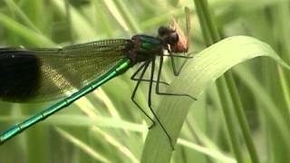 Dragonfly and Damselfly Eating [upl. by Florette]