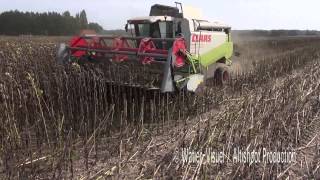 Récolte dune parcelle de Tournesol avec une Claas Lexion 450 [upl. by Olnee]