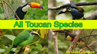 All Toucan Species  Species List [upl. by Cichocki]