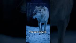 The Wolf Mentality How to become the alpha in your own life 🐺 motivation quotes success [upl. by Ettelorahc190]