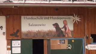 Hundepension  Hundehotel Salostowitz [upl. by Free]