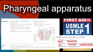 Pharyngeal apparatus in HindiUrdu by first aid for USMLE step 1 [upl. by Ramor]