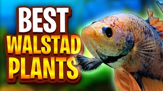 The Best Plants For Walstad Method Tanks Five Easy Plants For Planted Tanks [upl. by Eenar]