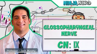 Neurology  Glossopharyngeal Nerve Cranial Nerve IX [upl. by Catie]