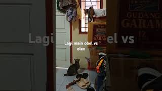 Obel vs olexkucingkampungcatloverkucinglucu [upl. by Namwen163]