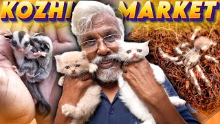 Chennais Biggest Pet Market 😍😲 கோழி மார்க்கெட் Broadway 🔥 [upl. by Aldred]