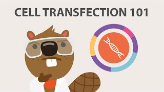 Introduction to Cell Transfection Part 1 [upl. by Stelmach]