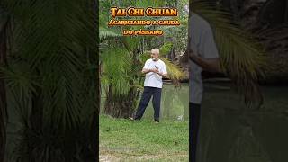 Tai Chi Chuan exercícios serpente e acariciando a cauda do pássaro [upl. by Anerok]