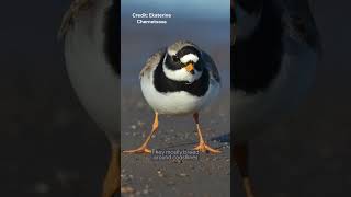 Common Ringed Plover  Species Fact Card [upl. by Devinne850]