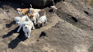 Mağaraya Sığınan Sevimli Yavru Köpekler Bizi Görünce Koşa Koşa Geldi [upl. by Inga556]