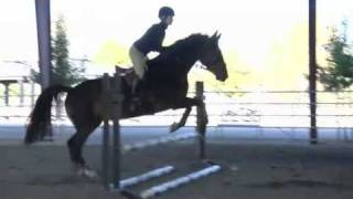 Setting Up Trot amp Canter Bounces for Horses [upl. by Samot57]