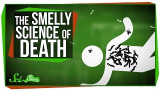 The Strange Smelly Science of Decomposing Bodies [upl. by Isteb777]