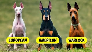 DOBERMAN PINSCHER TYPES  3 TYPES OF DOBERMANNS [upl. by Michel409]