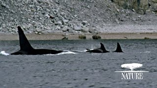 Killer Whales Attack Pod of Narwhal  Nature on PBS [upl. by Nykal665]