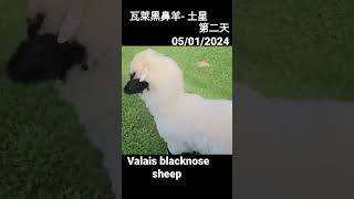 My pet Valais Blacknose sheep  Saturn 土星 [upl. by Paulita]