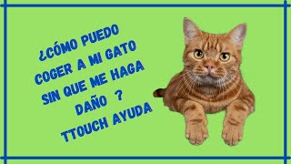 Ttouch aplicado en un gato [upl. by Aneloj]